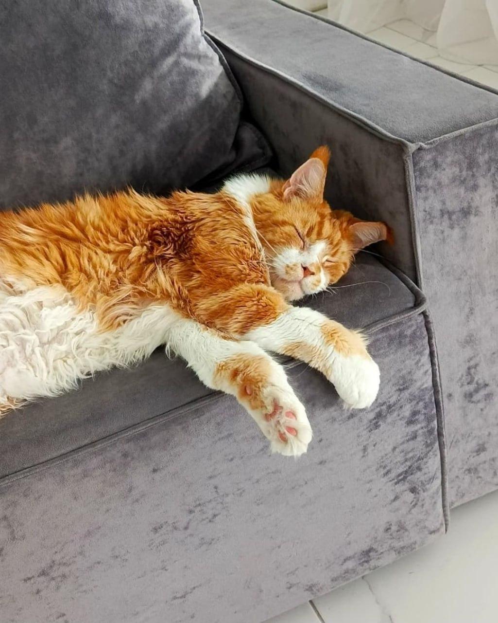 Фото В Новосибирске опубликованы кадры питомцев в День рыжего кота 14